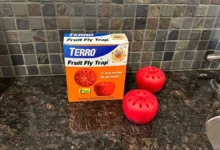 terro fruit fly trap